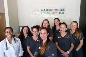 Mike the Dog Trainer - Bark Busters