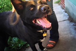 Manhattan Mutt Company, LLC