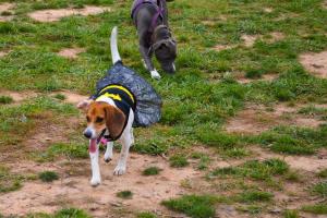 Manassas Park Dog Park