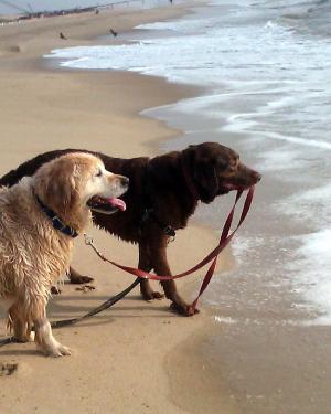 Pawsitively Priceless Petsitting