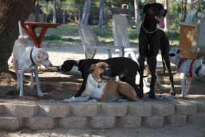 Canine Corners Dog Park at Harry Griffen Park