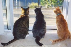 Absolutely Reliable Cat Sitting