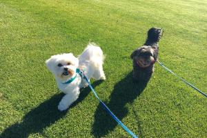 Fit Dog Theory