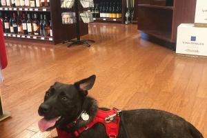 The Wine Cabinet