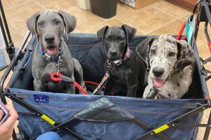 Snippet Low-Cost Veterinary Clinic LLC