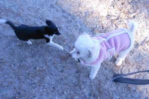 Robert J. Miller Air Dog Park