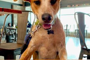 Dynasty Brewing Company