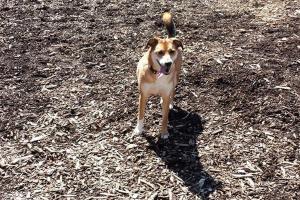 Sprout Brook Dog Park