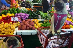 Yellow Green Farmers Market