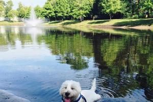 Atlantic Beach Dog Park 