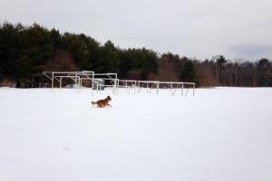 Forge Pond Park