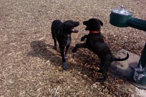 Stuart Dog Park