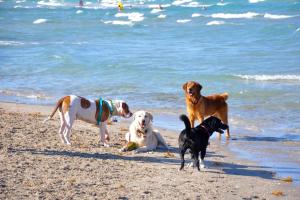 Emerald Hills Lakes Dog Park