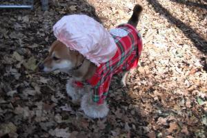 Cedar Lane Dog Park