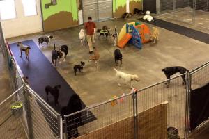 The Natural Paw, LLC