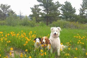 Keep Me Company Pet Sitting