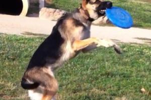 Jacinto Creek Dog Park