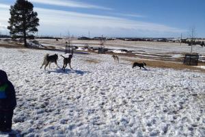 High Sierra Dog Park