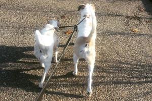 Country Pup Pet Sitting