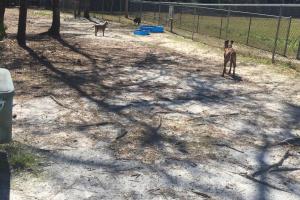 Zollie Young Dog Park