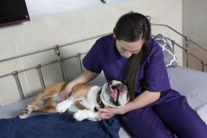 Las Vegas Dog Resort