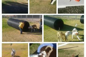 Central Bark Park