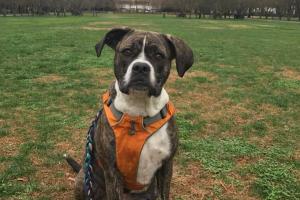 Prairie Path Pet Care