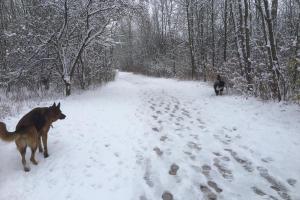 Katherine K. Carpenter Dog Park