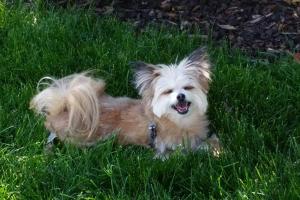 Housecall Pet Services