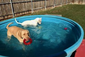 Bark Hotel For Dogs