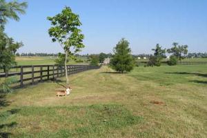 Masterson Station Dog Park
