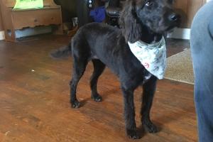 Cross Creek Pet Grooming 