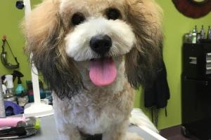 Pet Club Grooming at Mill