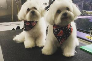 Dogma Mobile Grooming Spa