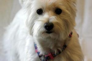 Purrs & Wags Grooming Salon