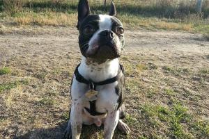 Oak Grove Dog Park
