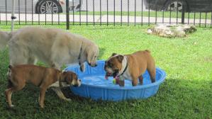 Mid City Animal House Dog Daycare & Boarding