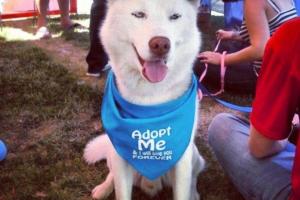 ARA Canine Rescue Inc (Husky Rescue)