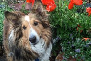 Urban Roots Garden Store & Landscape