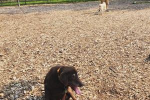 Dog Park at White Oaks Park