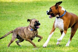 Bark Park at Veterinary Healthcare Associates