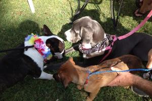 Anderson Dog Park