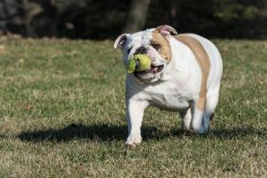 Oak Canyon Dog Park