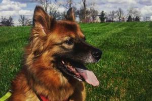 Redleg Pet Services LLC