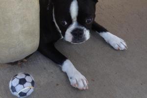 Pat Merritt Dog Park