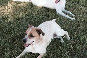 Danielle Juzan Memorial Dog Park at Crawford Park