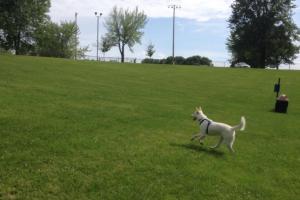 Crow Creek Dog Park