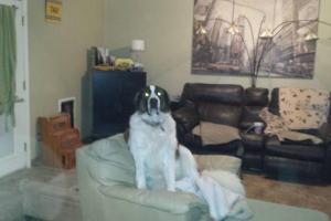 Guardian Home & Pet Sitting Services LLC