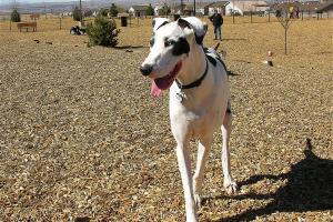 Coronado Dog Park