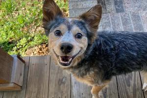 A Dog's Life HTX
